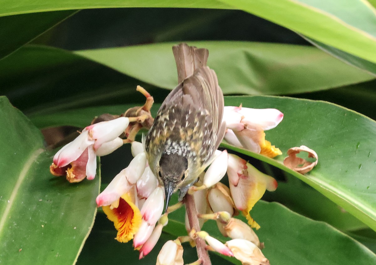 Mielero de Macleay - ML646830246