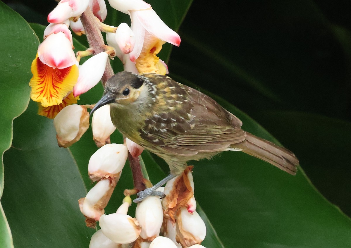 Mielero de Macleay - ML646830247