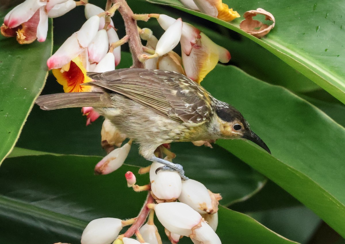 Mielero de Macleay - ML646830248