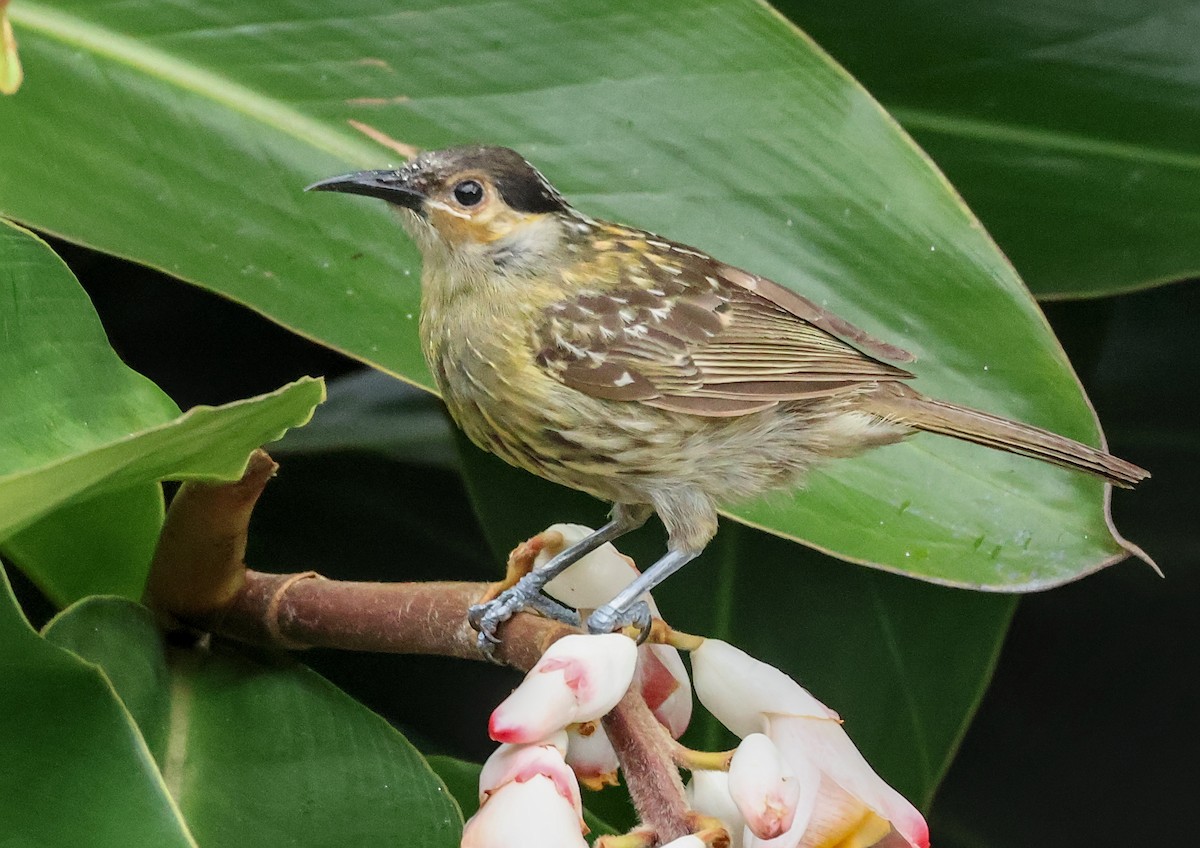 Mielero de Macleay - ML646830249