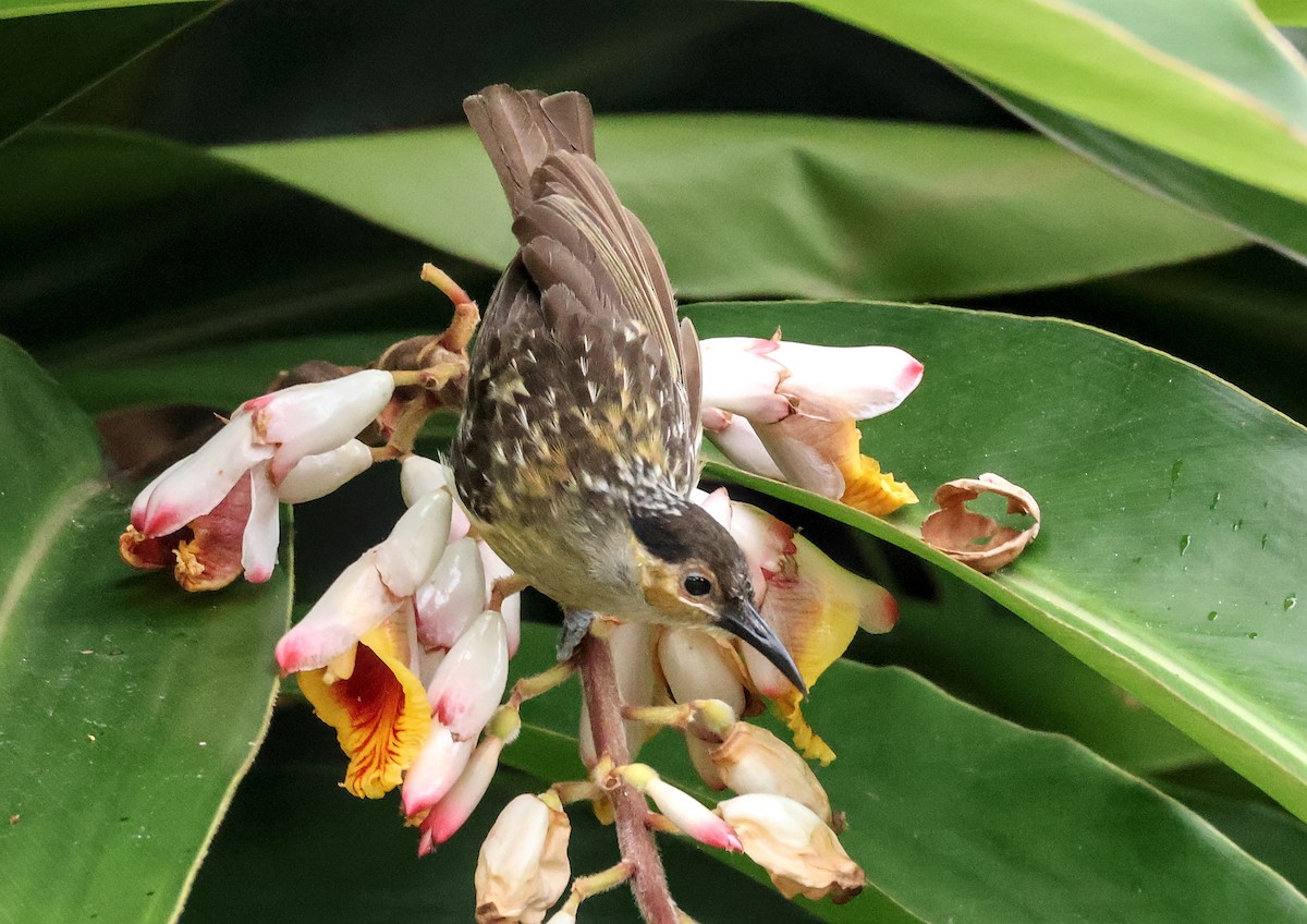 Mielero de Macleay - ML646830250