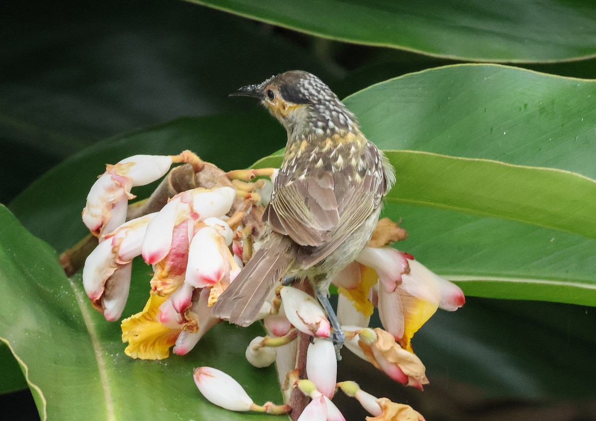 Mielero de Macleay - ML646830251