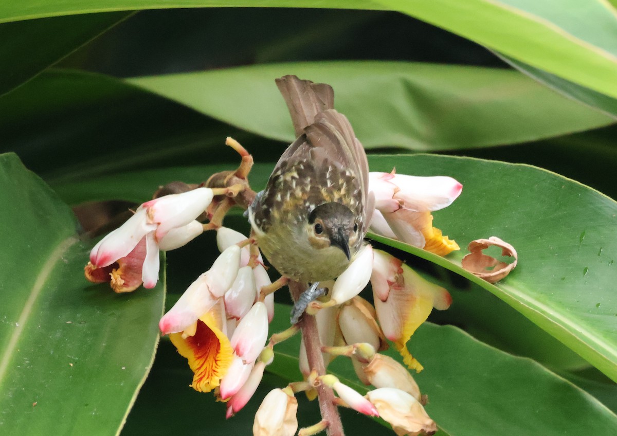 Mielero de Macleay - ML646830252