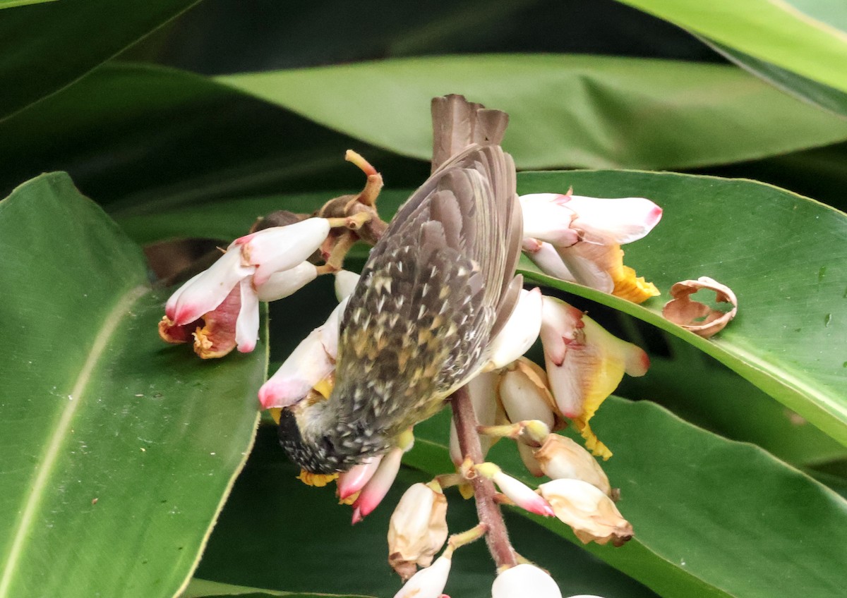 Mielero de Macleay - ML646830253