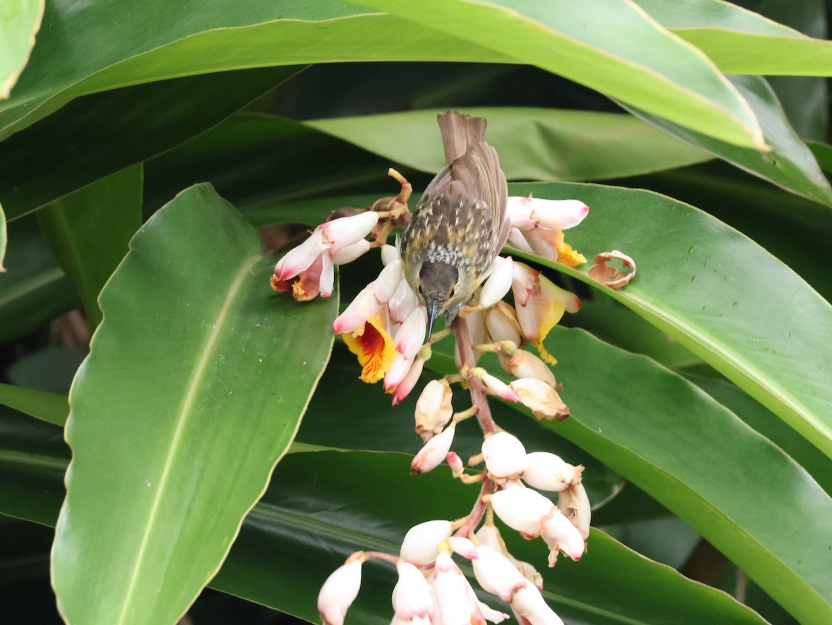 Mielero de Macleay - ML646830254