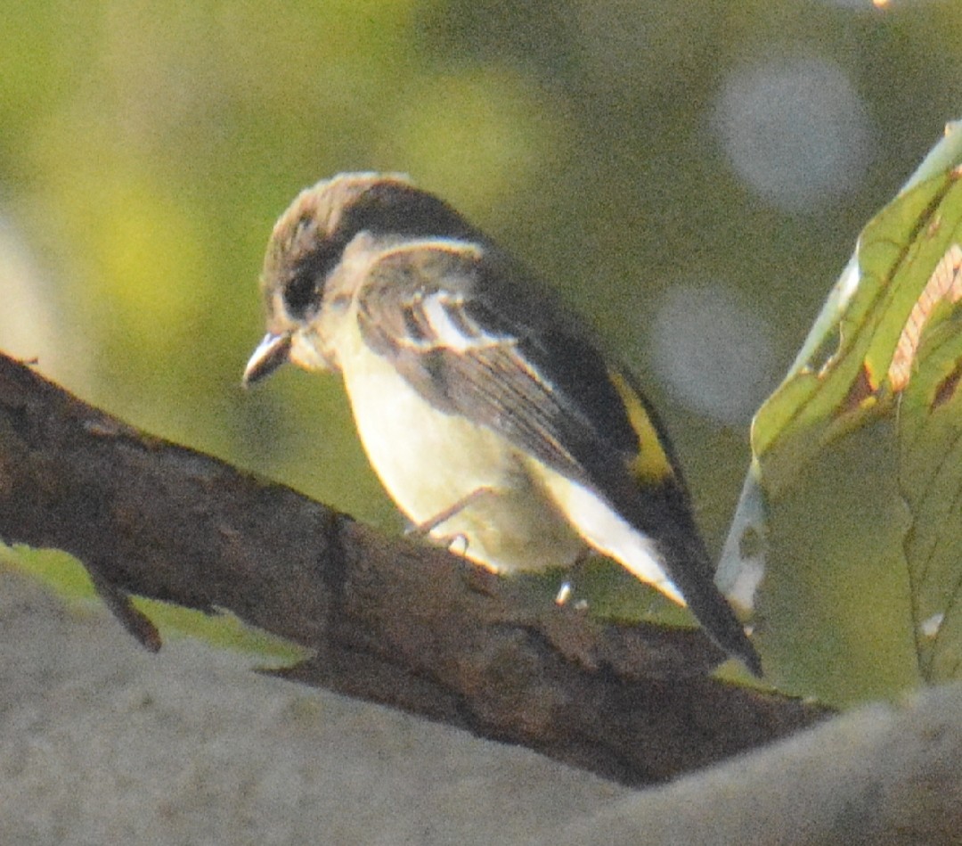 Yellow-rumped Flycatcher - ML646830255