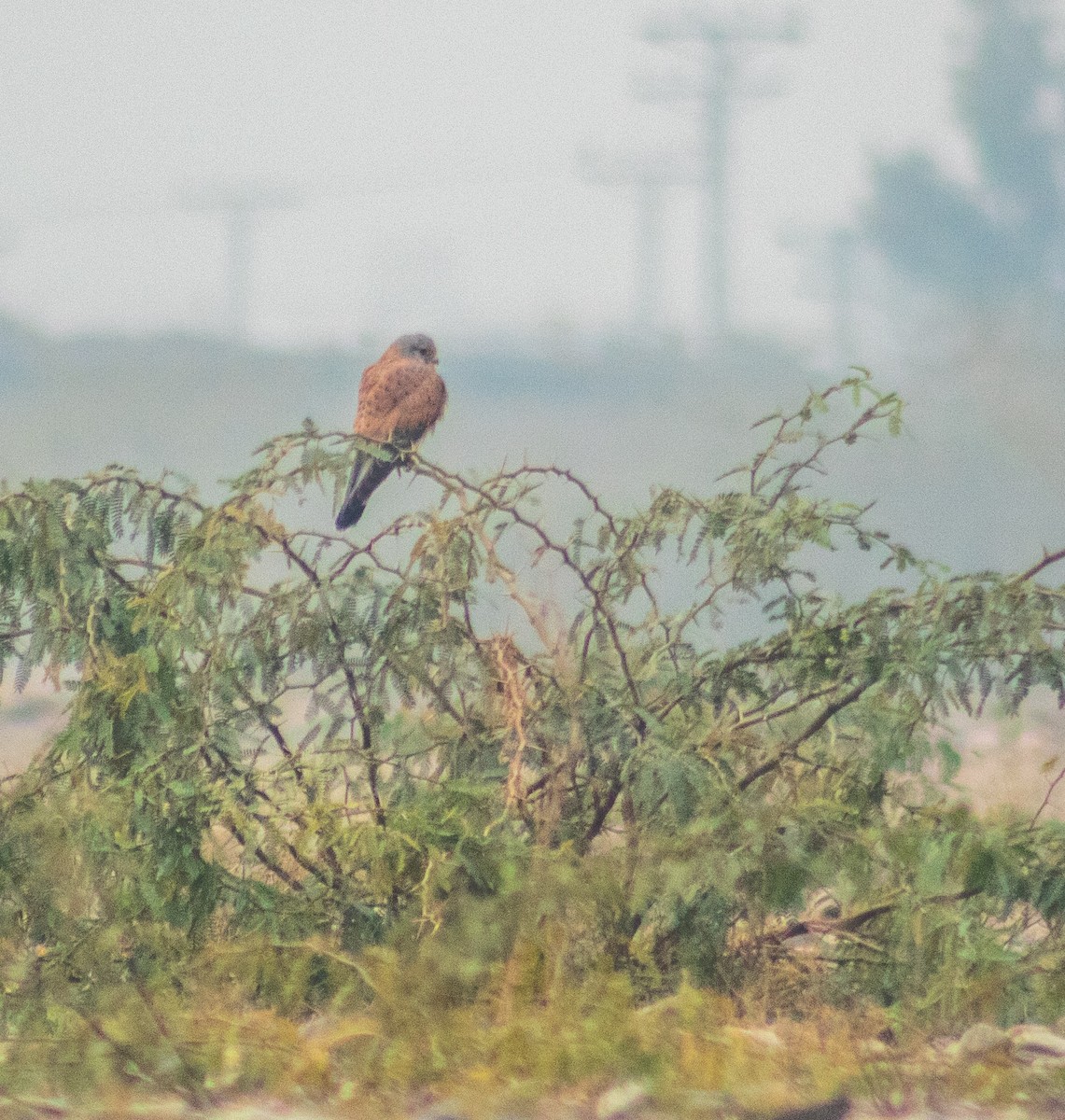 poštolka obecná - ML646830257