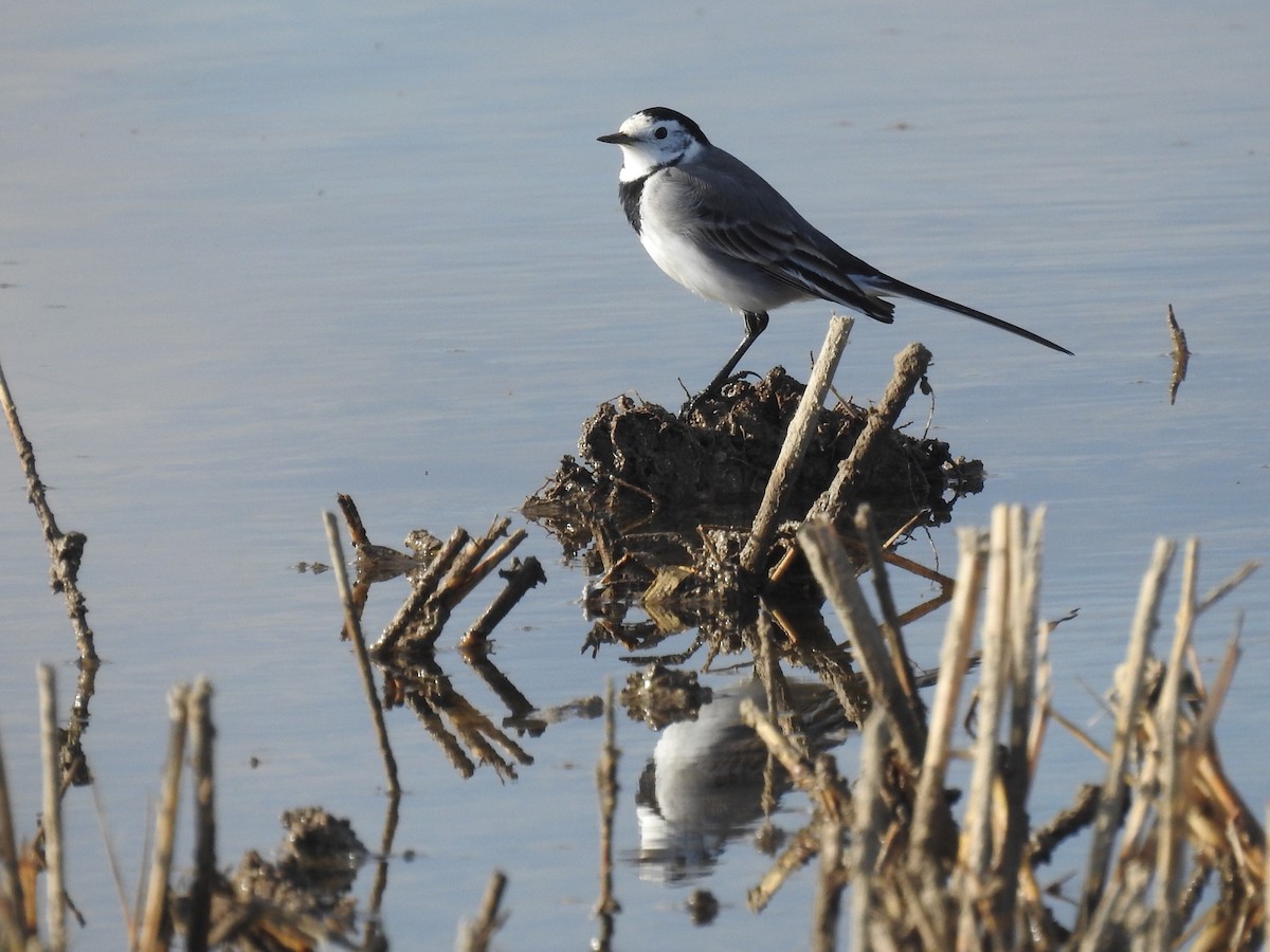 White Wagtail - ML646830258
