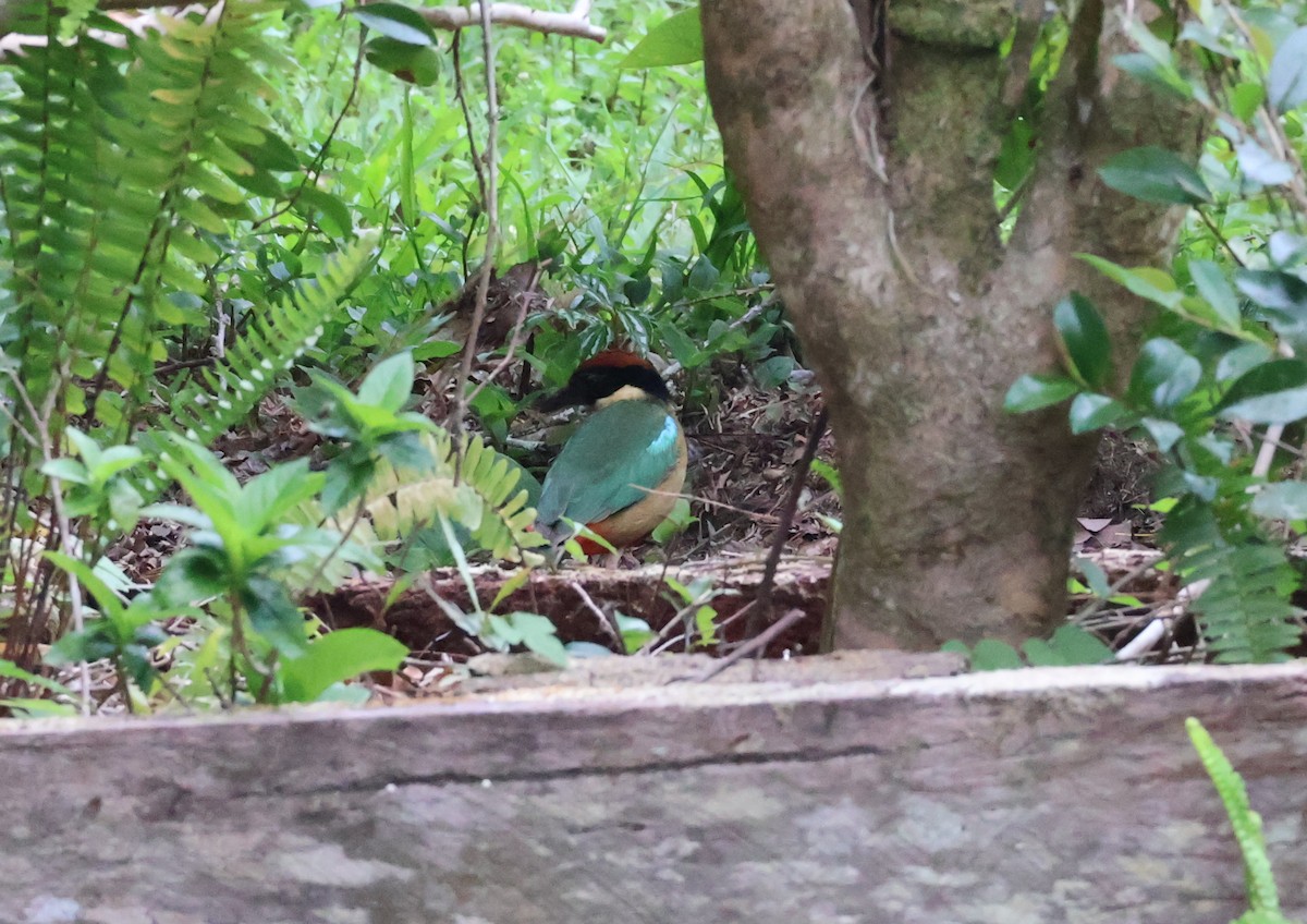 Pita Bulliciosa - ML646830263