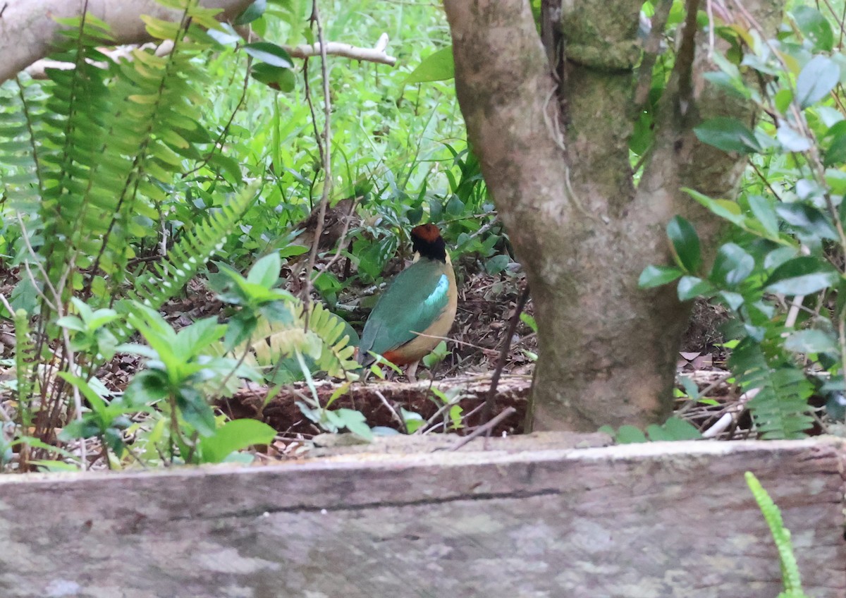 Pita Bulliciosa - ML646830264