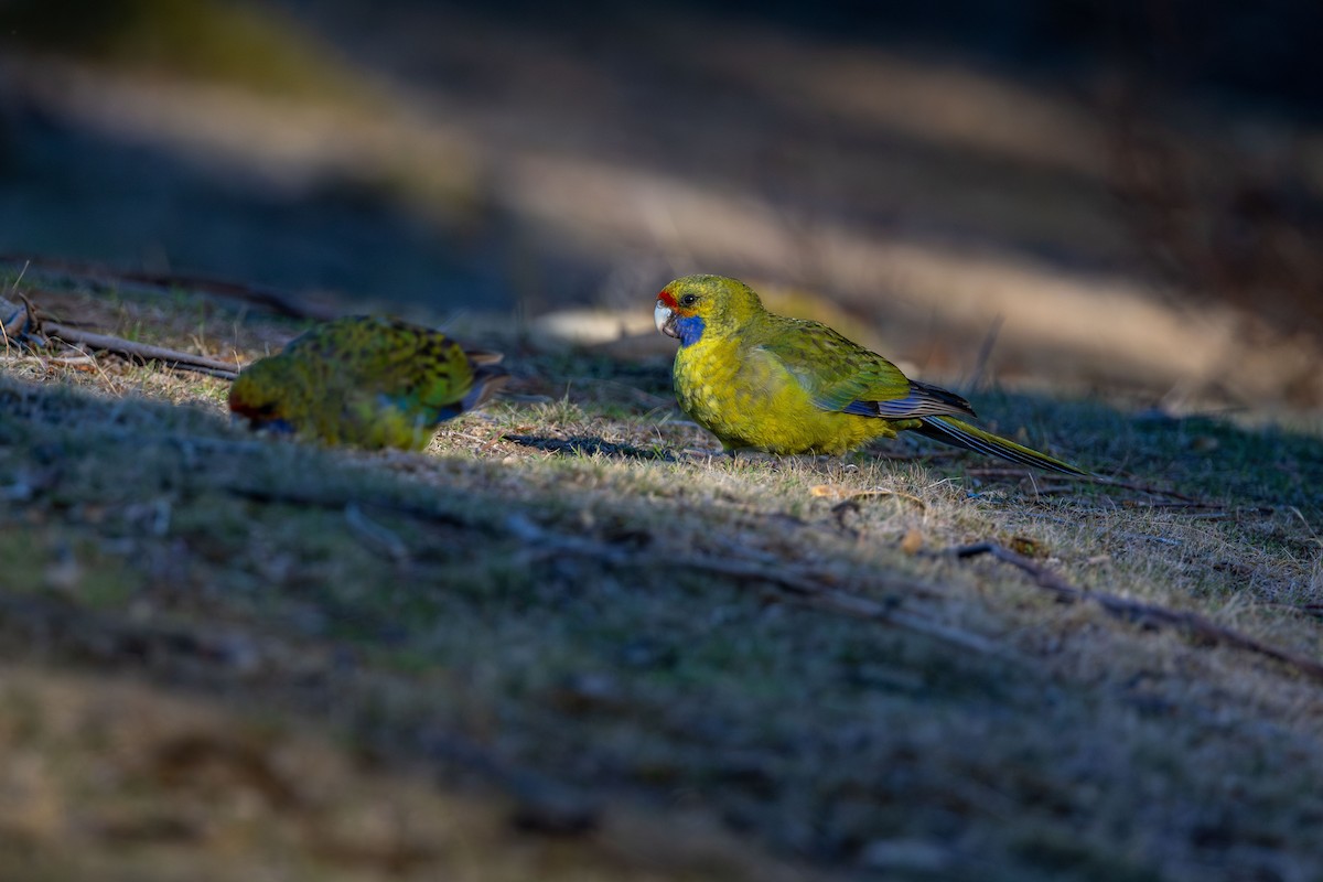 Green Rosella - ML646830265