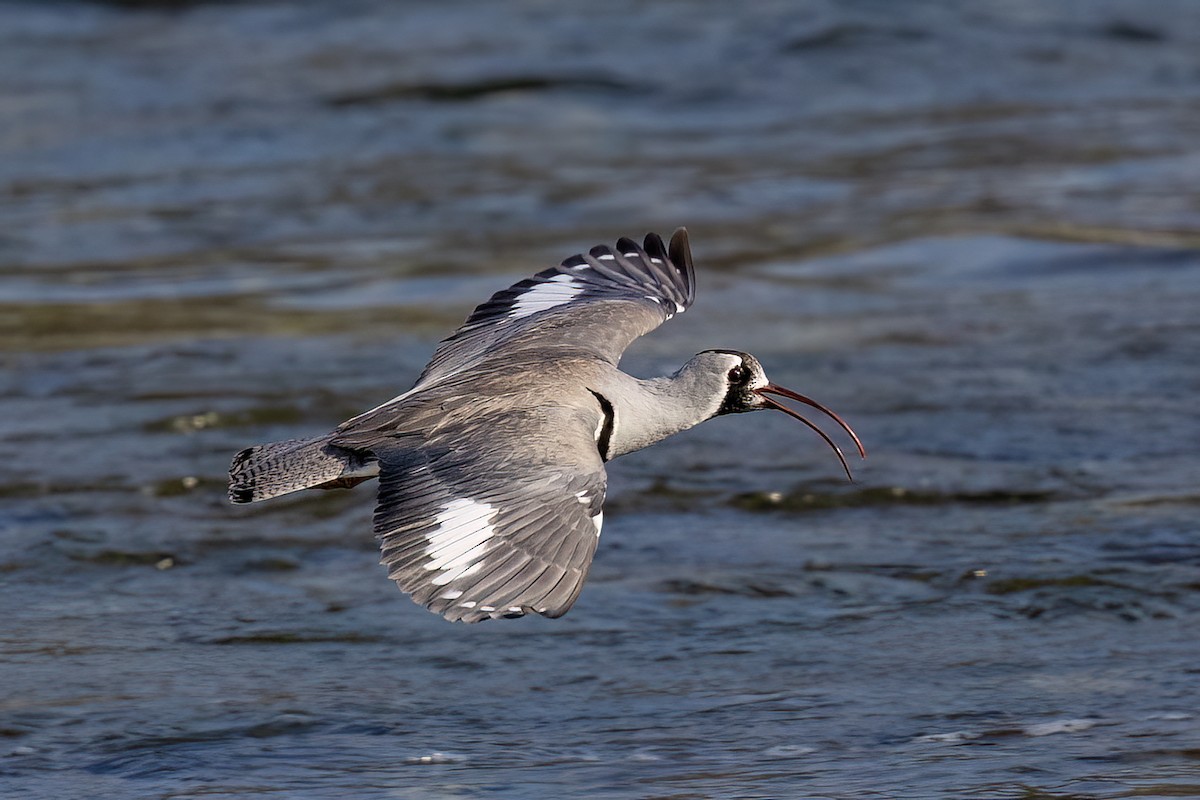 Серподзьоб - ML646830266