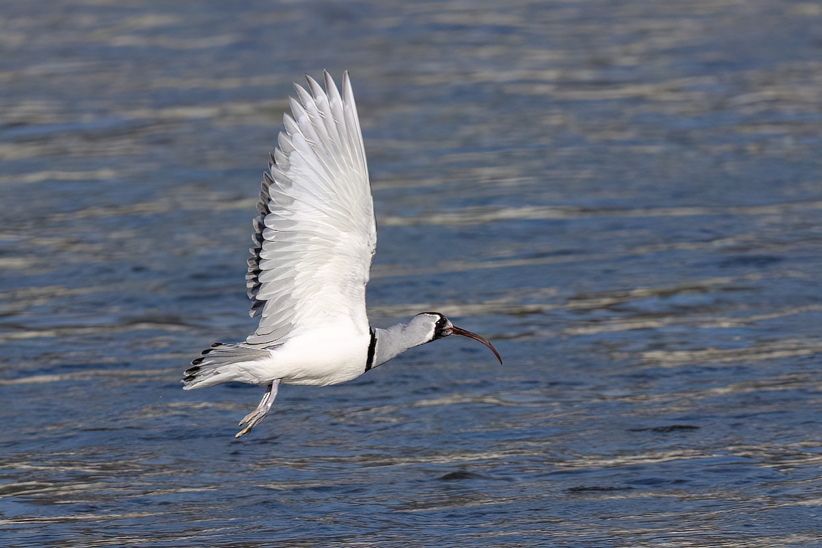 Серподзьоб - ML646830267