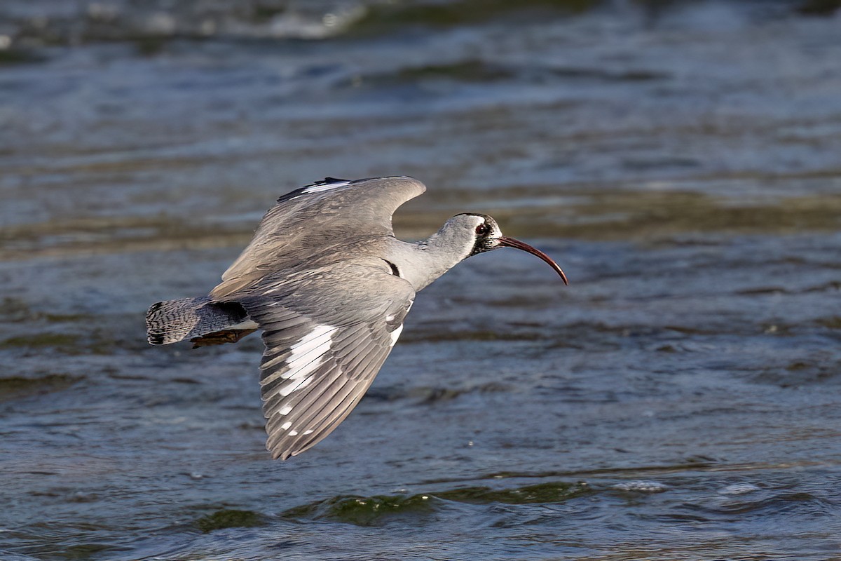 Серподзьоб - ML646830268