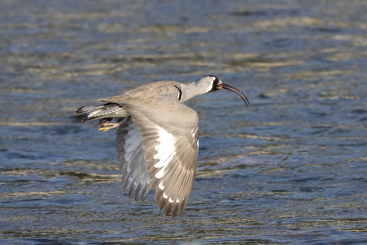 Серподзьоб - ML646830269