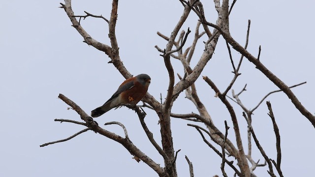 Зээрд шонхор - ML646830271