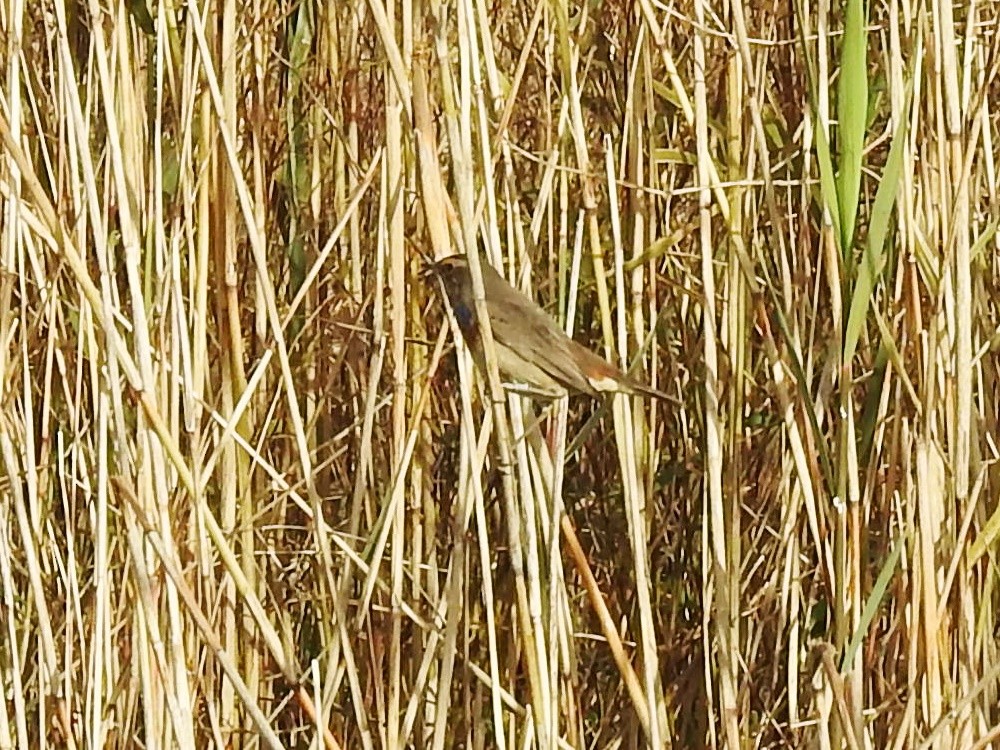Bluethroat - ML646830275