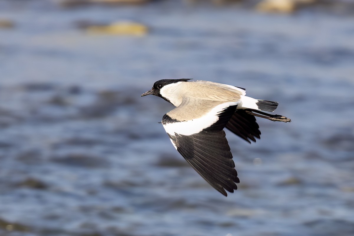 Чайка річкова - ML646830276