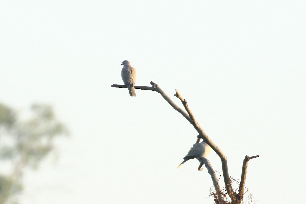 תור צווארון - ML646830277