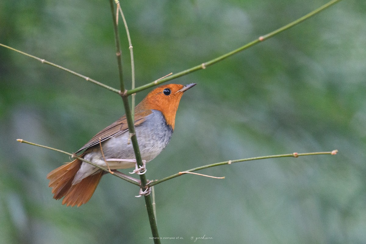 Japanese Robin - ML646830279