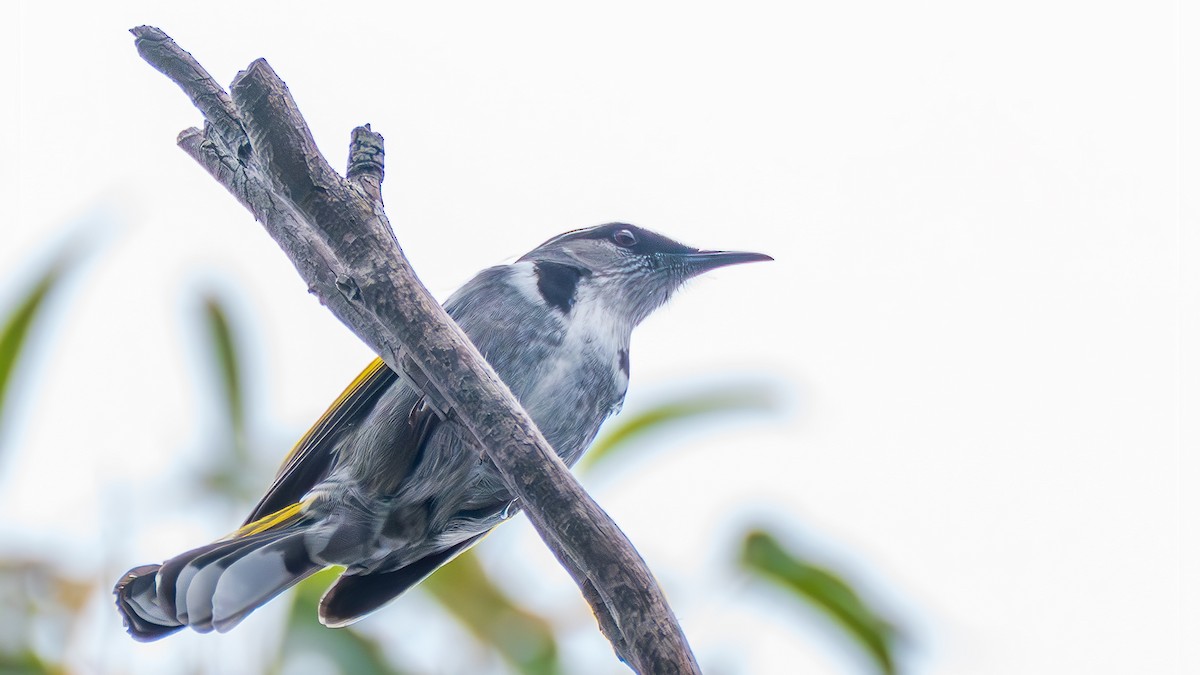 Златокрылый медолюб - ML646830280