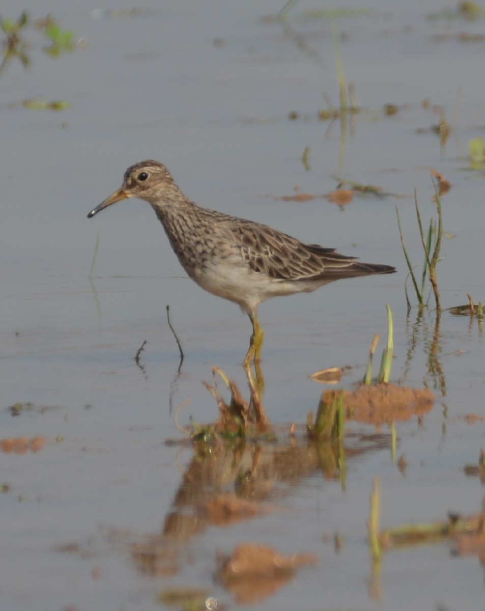 Pectoral Sandpiper - ML646830281