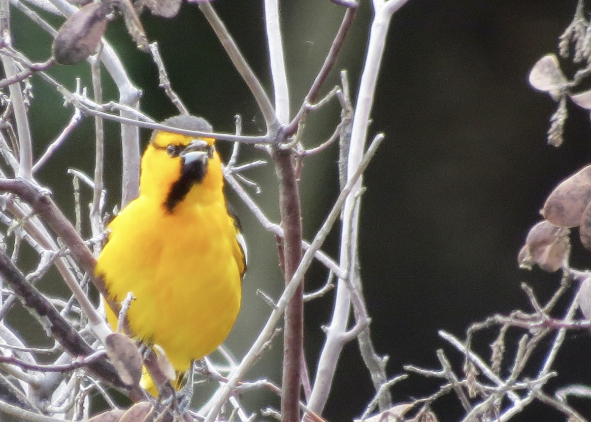 Bullock's Oriole - ML646830282