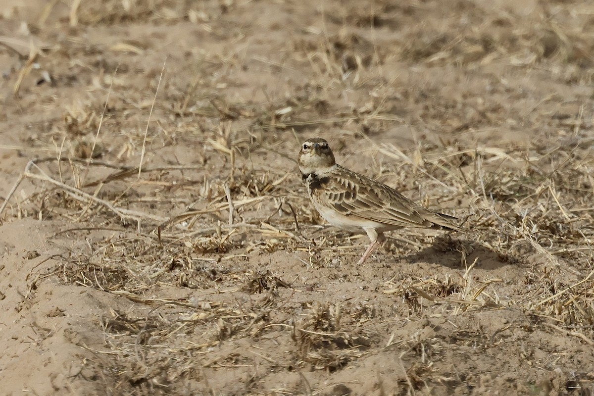 Bimaculated Lark - ML646830284