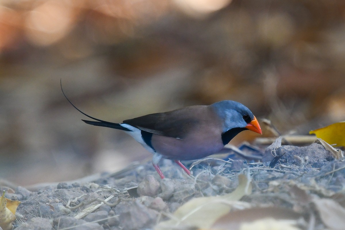 Long-tailed Finch - ML646830291