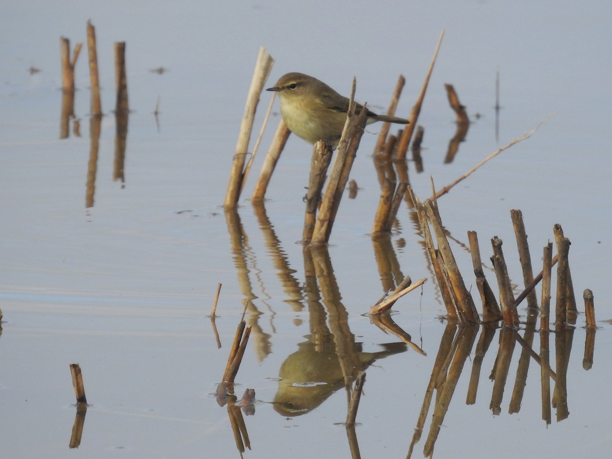 Common Chiffchaff - ML646830292