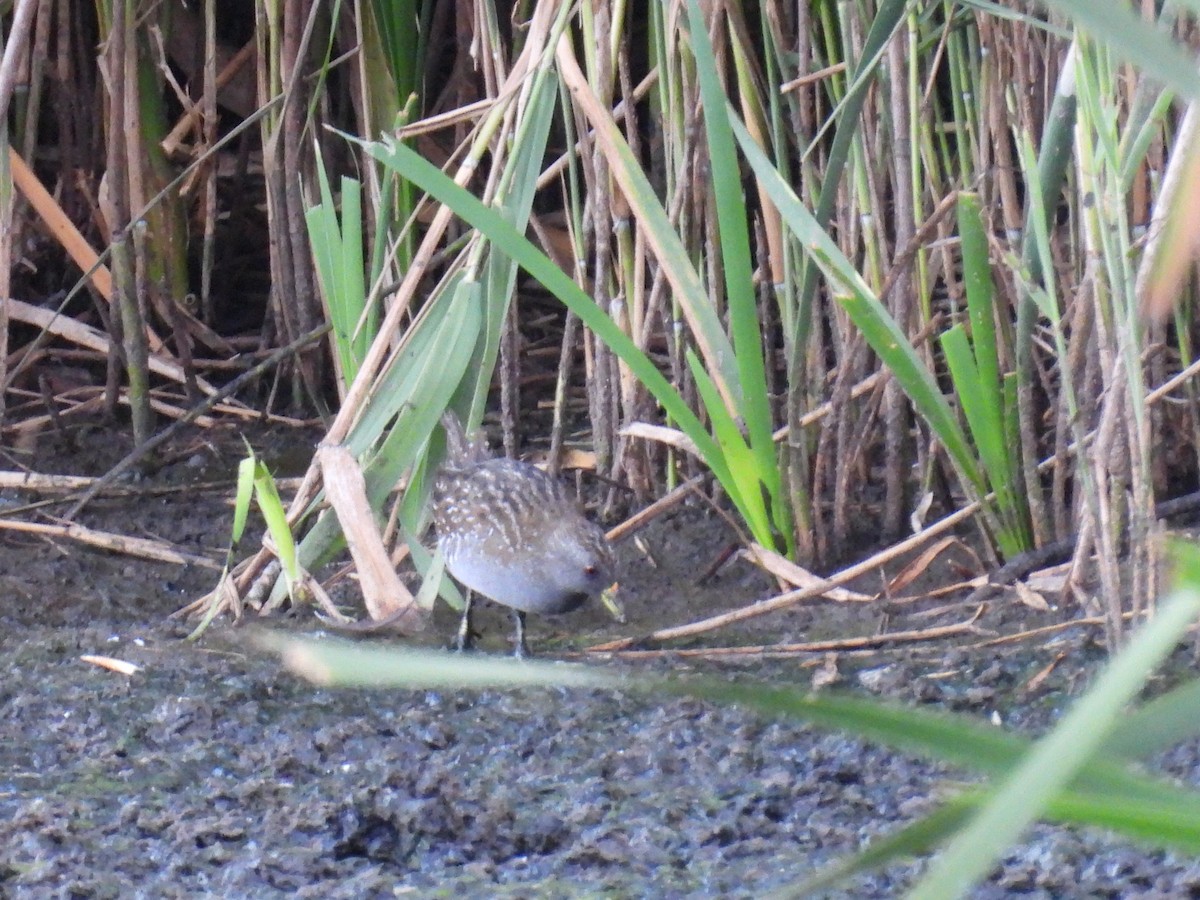 Australian Crake - ML646830293