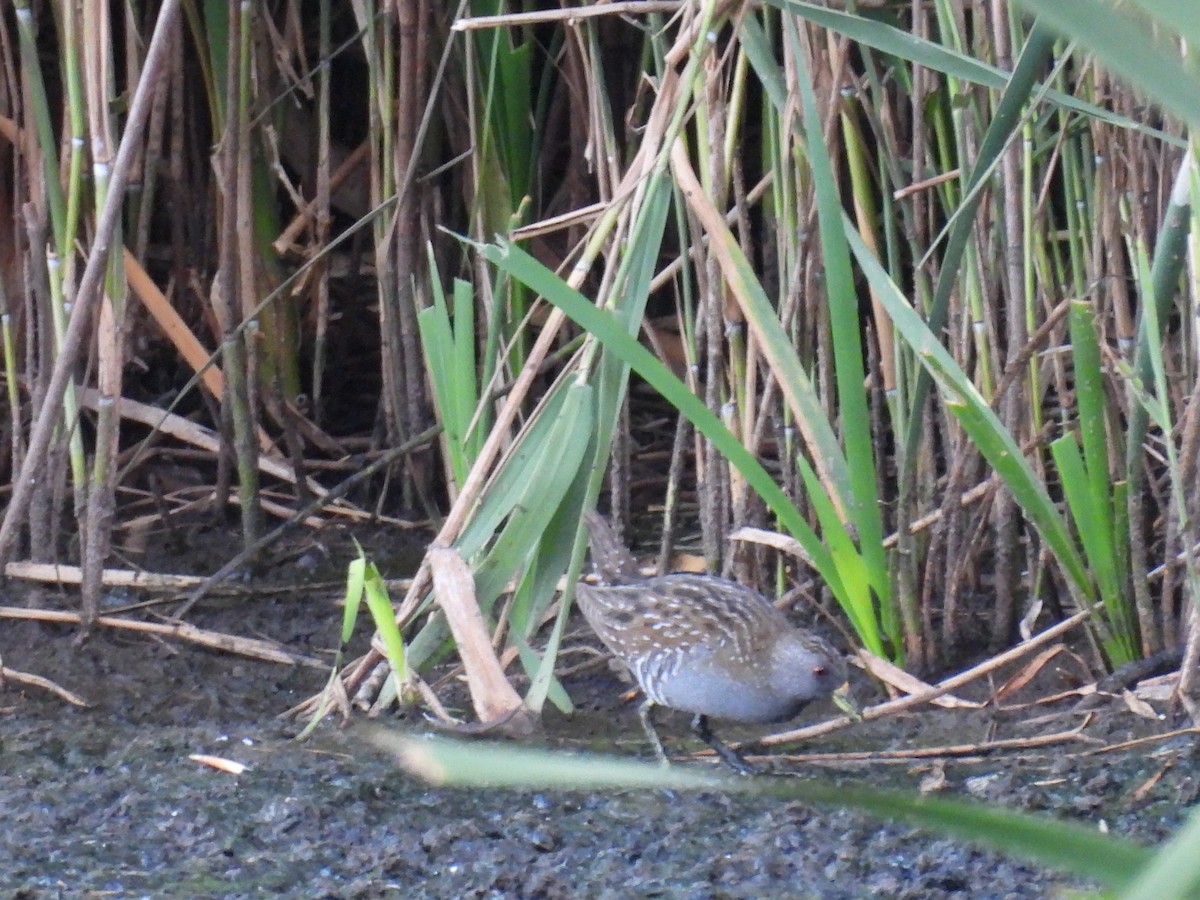 Australian Crake - ML646830294