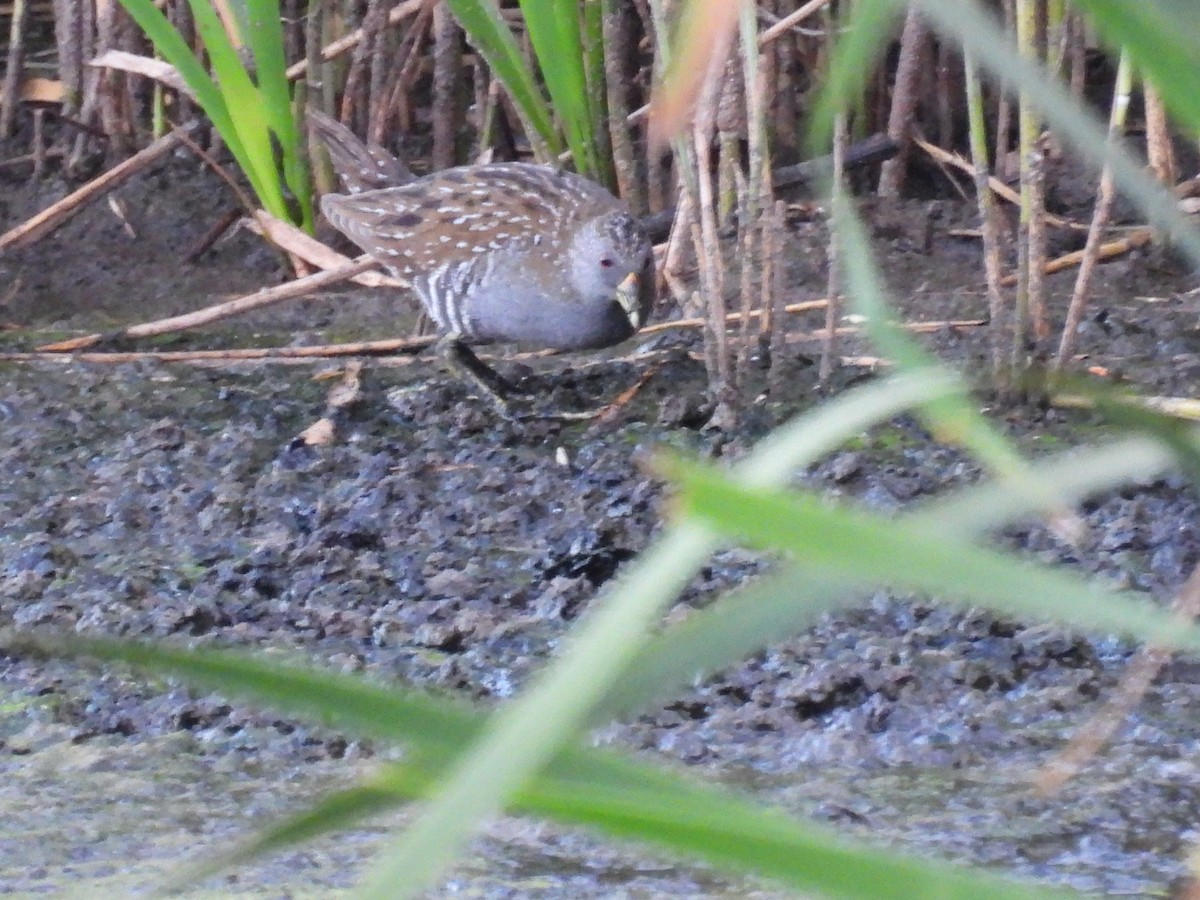Australian Crake - ML646830295