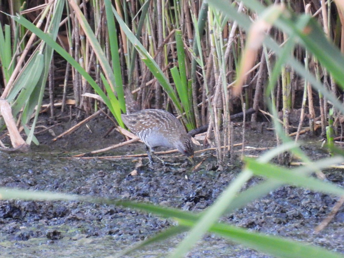 Australian Crake - ML646830297