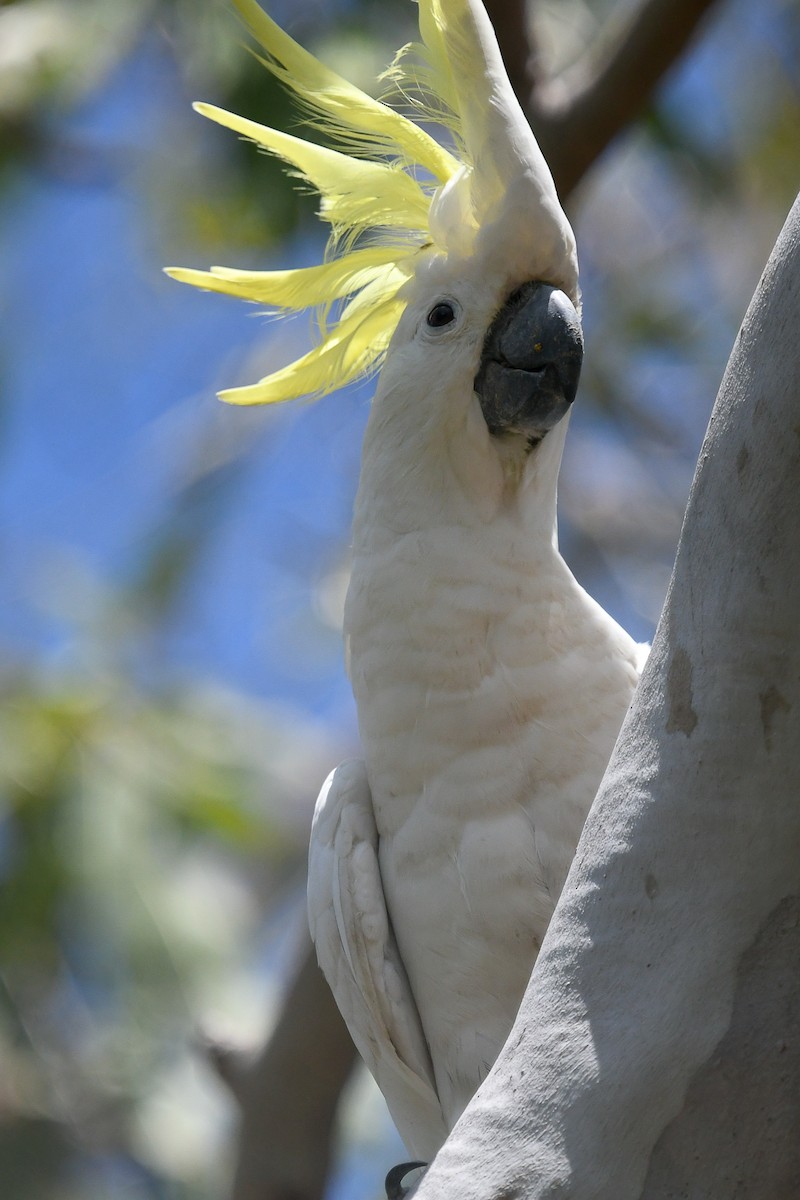 Большой желтохохлый какаду - ML646830298