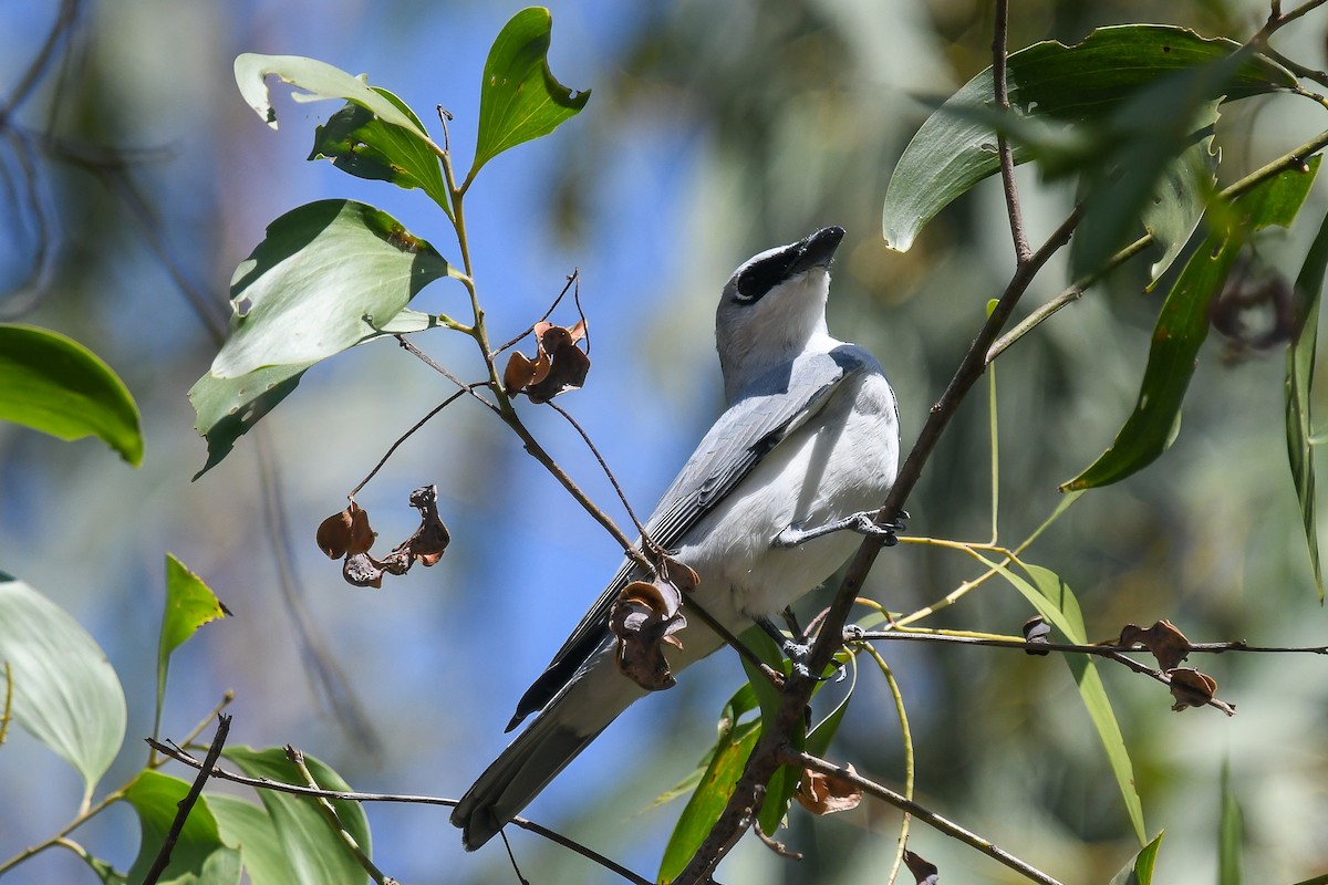 Белобрюхий воронец - ML646830300