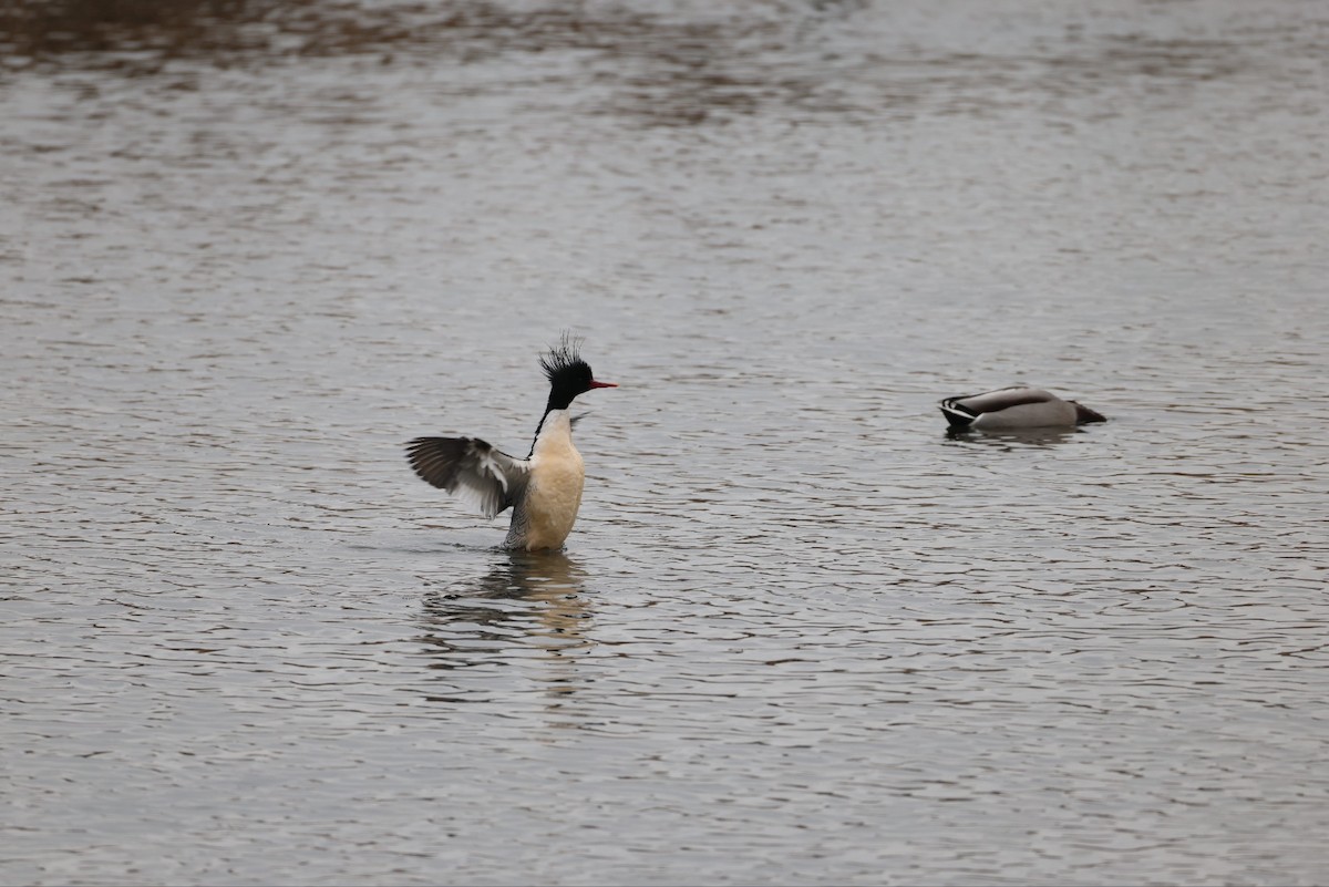 Scaly-sided Merganser - ML646830301