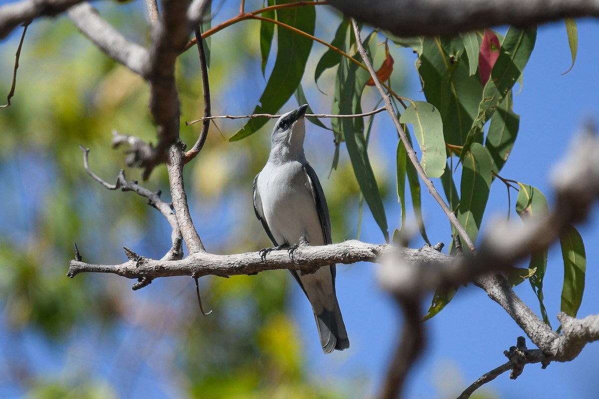 Белобрюхий воронец - ML646830302