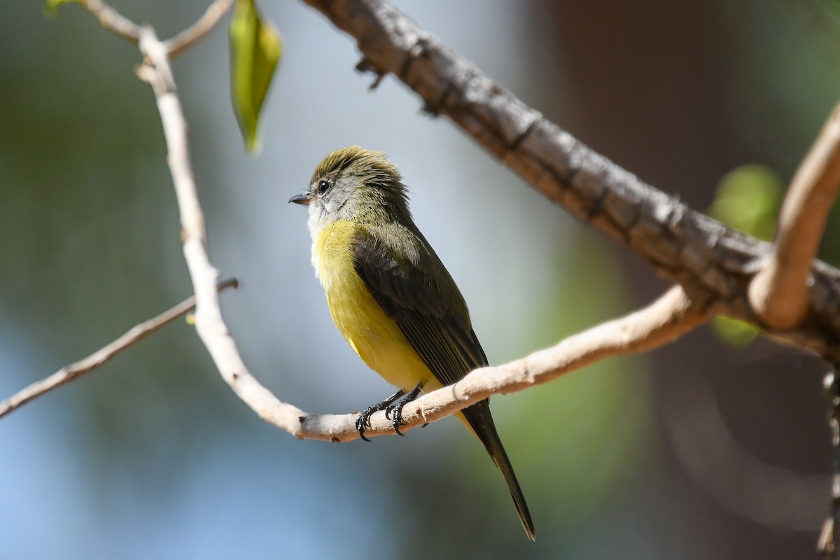 Лимоннобрюхая дриада [группа flavigaster] - ML646830305