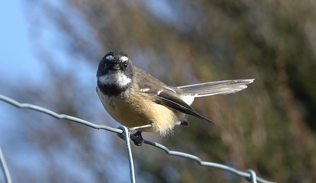New Zealand Fantail - ML646830306