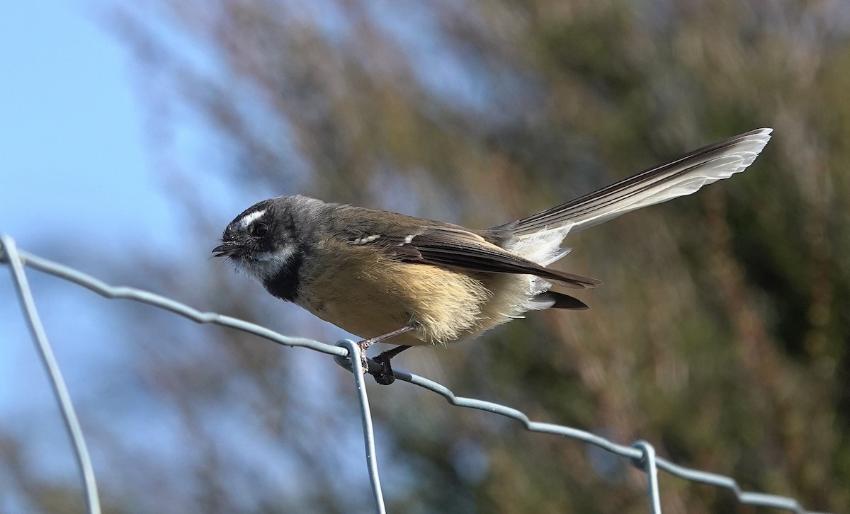 New Zealand Fantail - ML646830307
