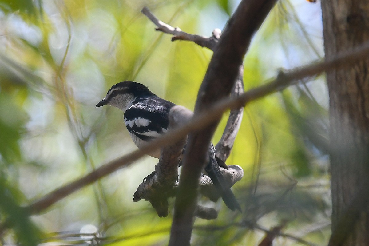 Белобровый личинкоед-свистун - ML646830309