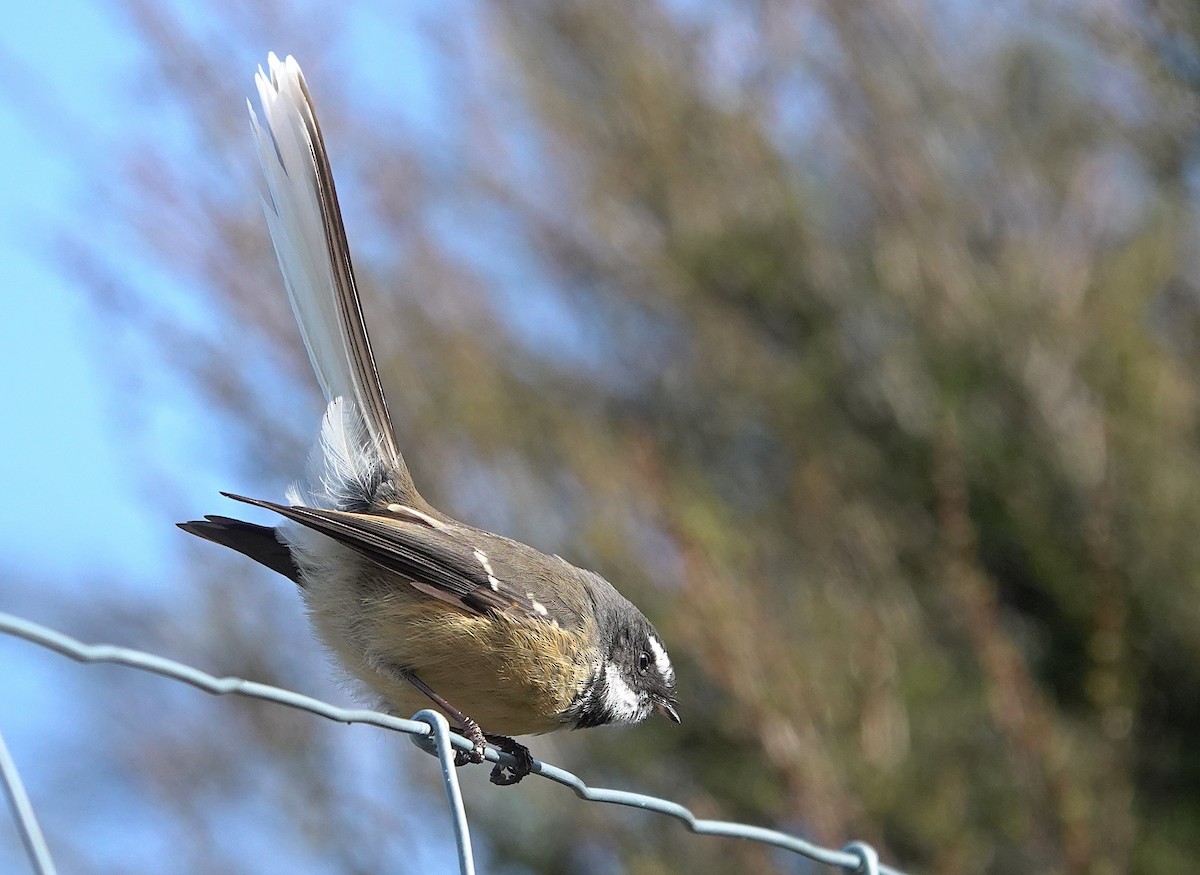 New Zealand Fantail - ML646830310
