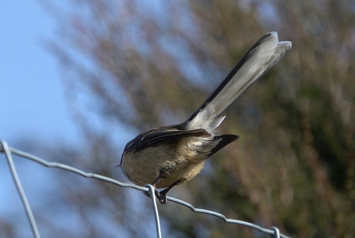New Zealand Fantail - ML646830311