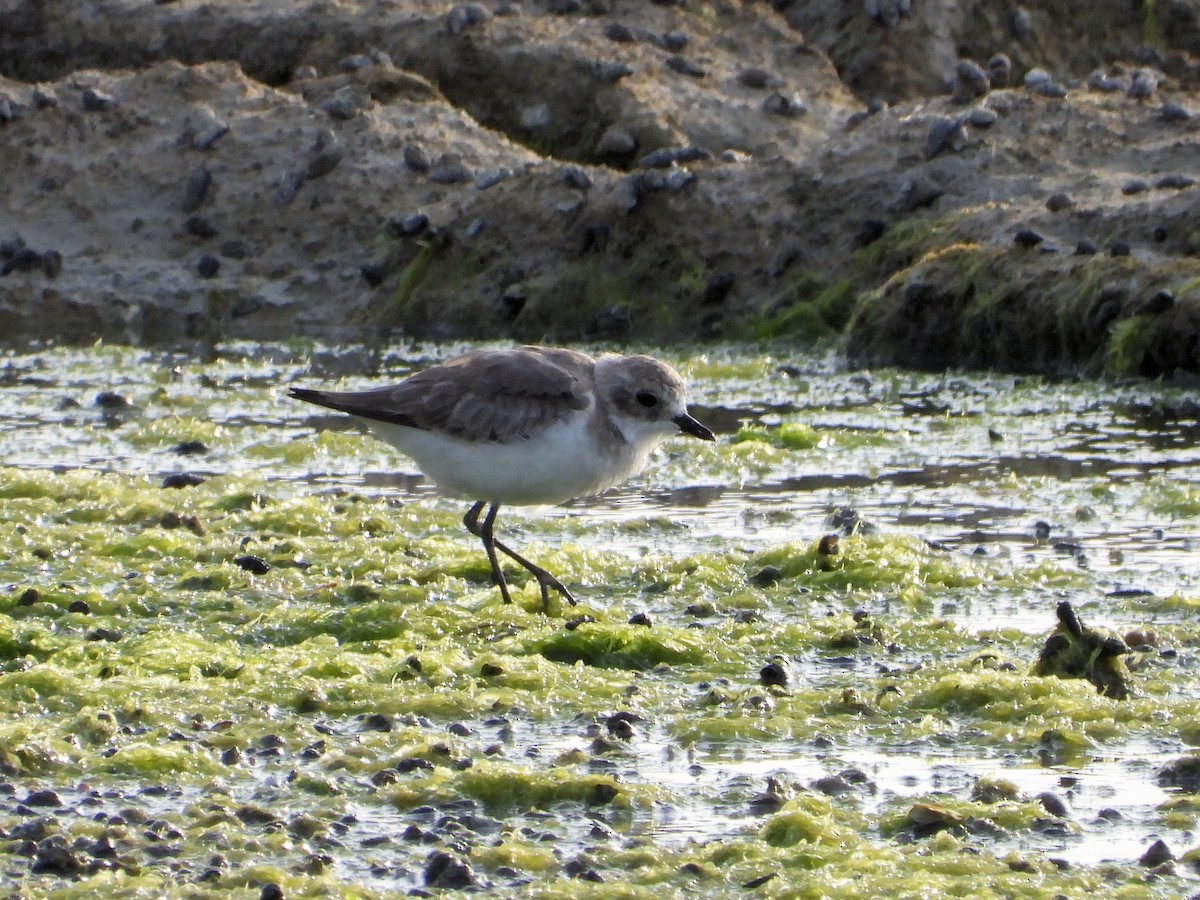 Tibetan Sand-Plover - ML646830312