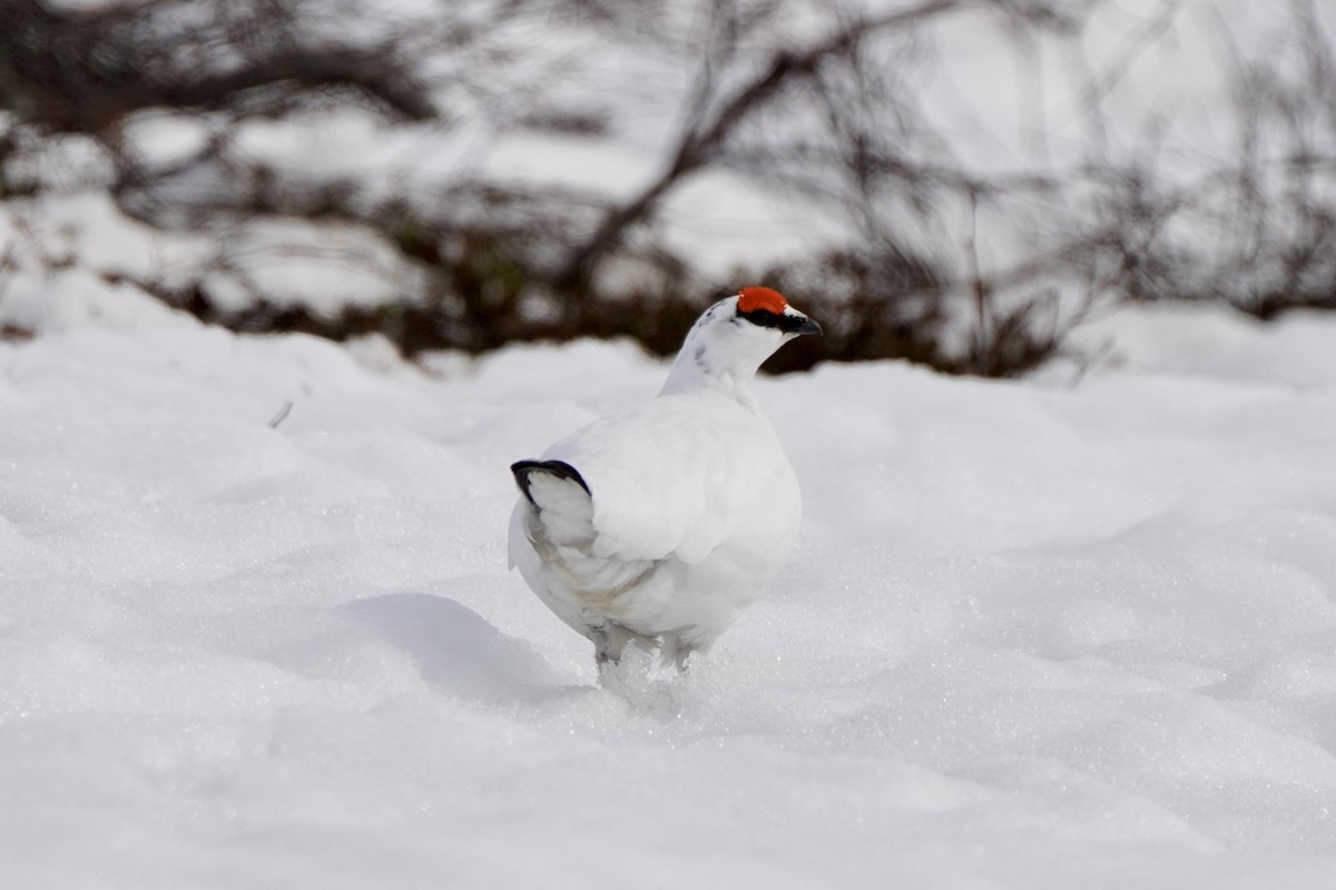 Тундровая куропатка - ML646830315