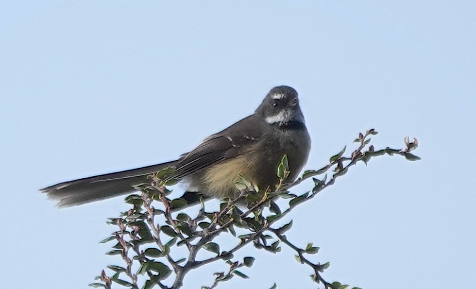 New Zealand Fantail - ML646830316