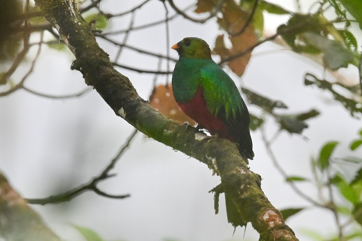 Golden-headed Quetzal - ML646830317