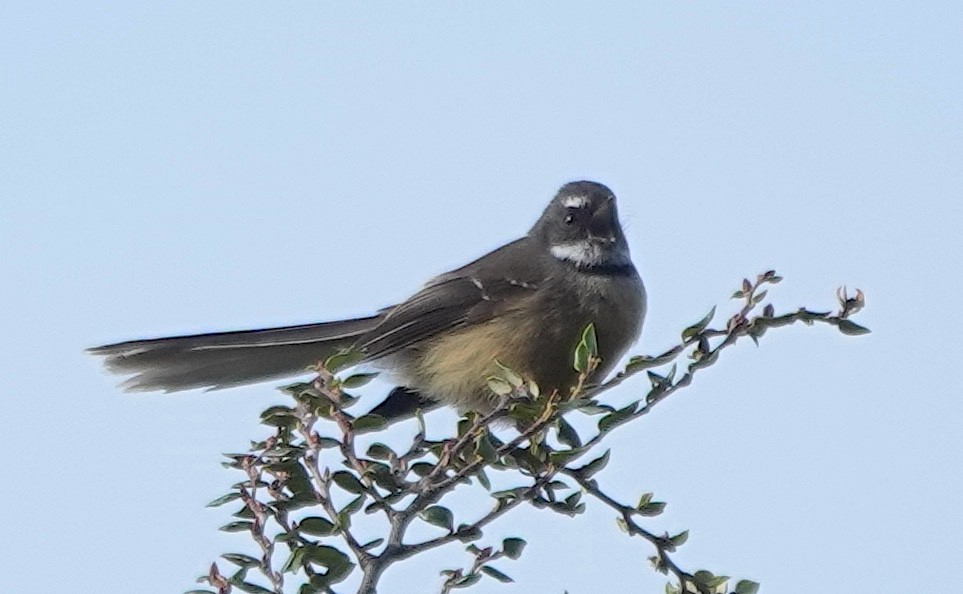 New Zealand Fantail - ML646830318
