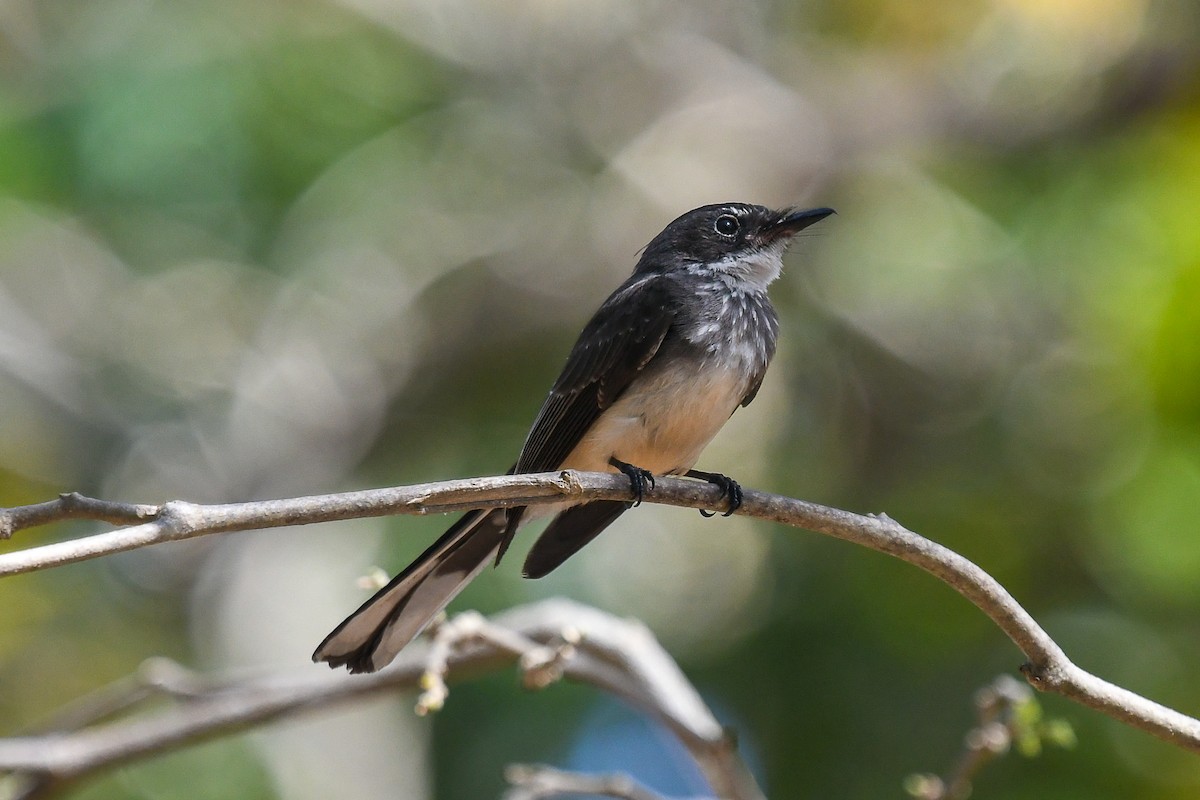 Рыжебрюхая веерохвостка (isura) - ML646830319